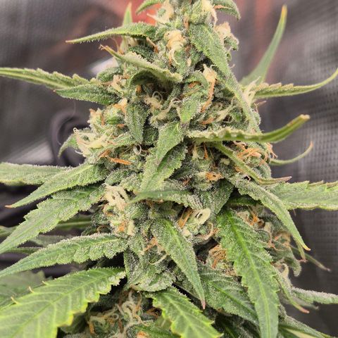 LSD auto (63-70 Tage ab Keimung) growlog timeline photo