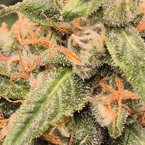 LSD auto (63-70 Tage ab Keimung) growlog timeline photo