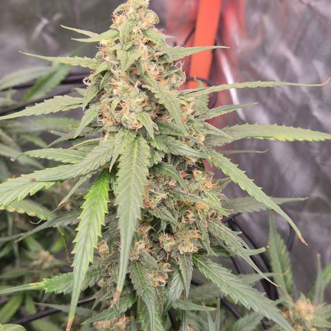 LSD auto (63-70 Tage ab Keimung) growlog timeline photo