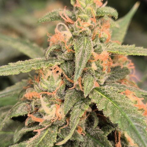 LSD auto (63-70 Tage ab Keimung) growlog timeline photo