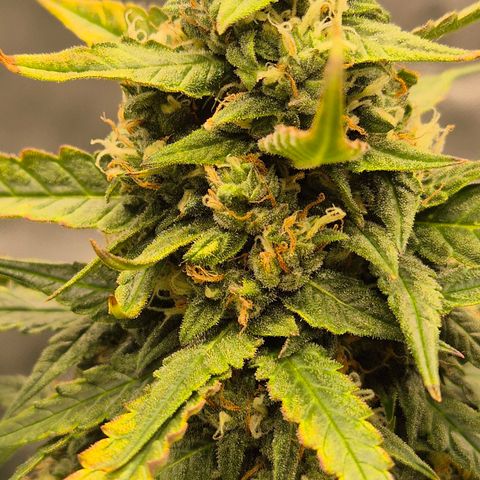 LSD auto (63-70 Tage ab Keimung) growlog timeline photo