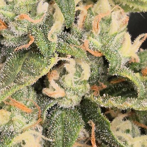 LSD auto (63-70 Tage ab Keimung) growlog timeline photo