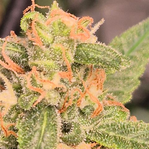 LSD auto (63-70 Tage ab Keimung) growlog timeline photo