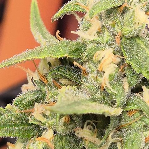 LSD auto (63-70 Tage ab Keimung) growlog timeline photo