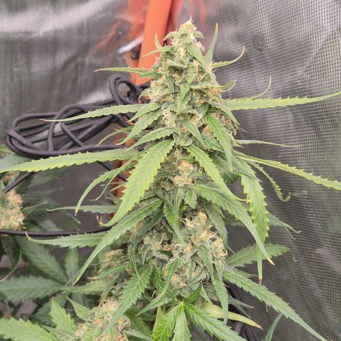 LSD auto (63-70 Tage ab Keimung) growlog timeline photo