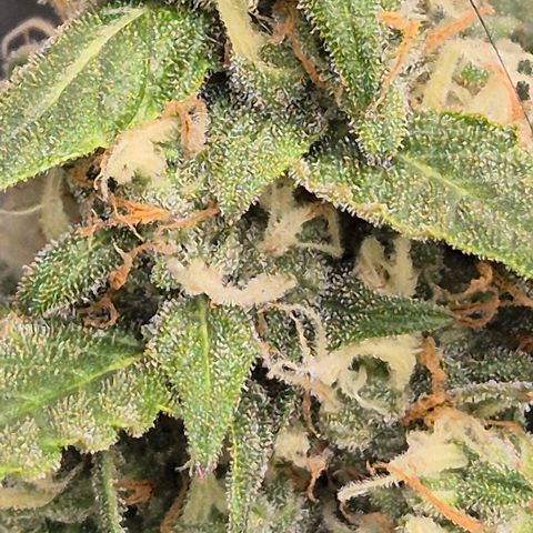 LSD auto (63-70 Tage ab Keimung) growlog timeline photo