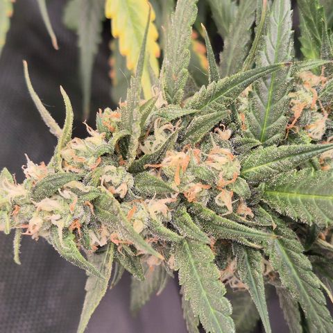 LSD auto (63-70 Tage ab Keimung) growlog timeline photo