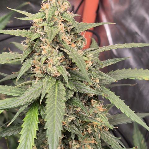 LSD auto (63-70 Tage ab Keimung) growlog timeline photo