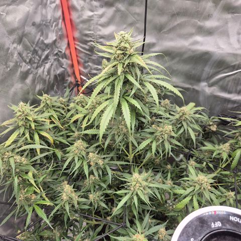 LSD auto (63-70 Tage ab Keimung) growlog timeline photo