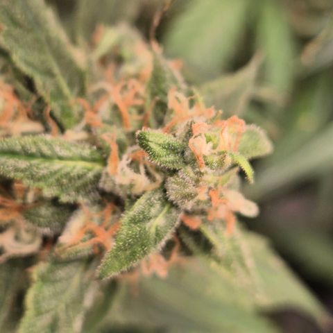 LSD auto (63-70 Tage ab Keimung) growlog timeline photo