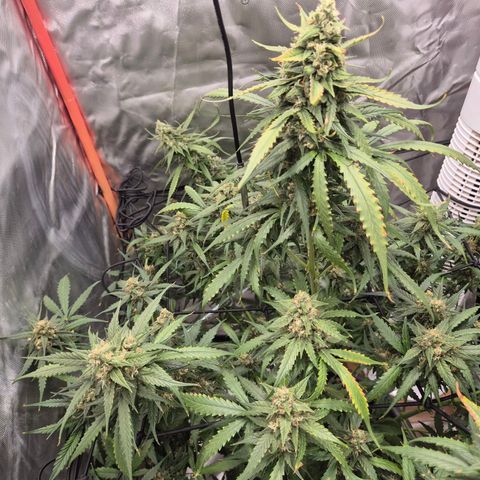 LSD auto (63-70 Tage ab Keimung) growlog timeline photo