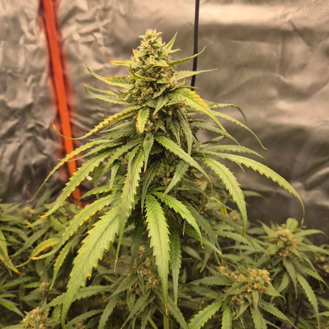 LSD auto (63-70 Tage ab Keimung) growlog timeline photo