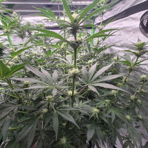Tangerine dream 🌴 (60-65bt)  growlog timeline photo