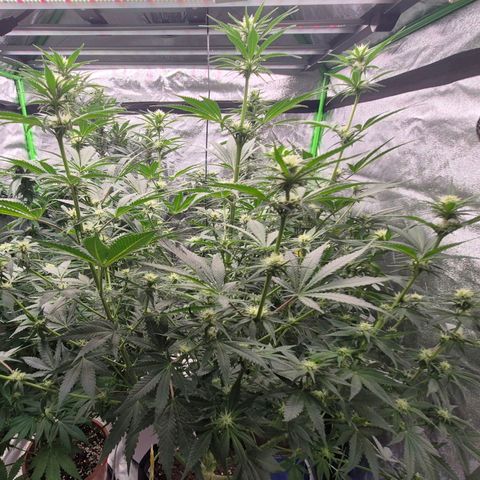 Tangerine dream 🌴 (60-65bt)  growlog timeline photo
