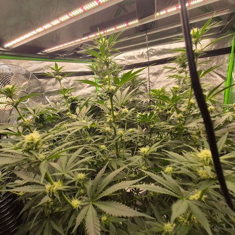 Tangerine dream 🌴 (60-65bt)  growlog timeline photo