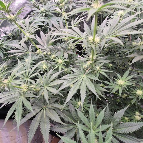 Tangerine dream 🌴 (60-65bt)  growlog timeline photo