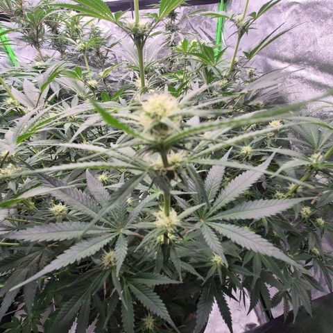 Tangerine dream 🌴 (60-65bt)  growlog timeline photo