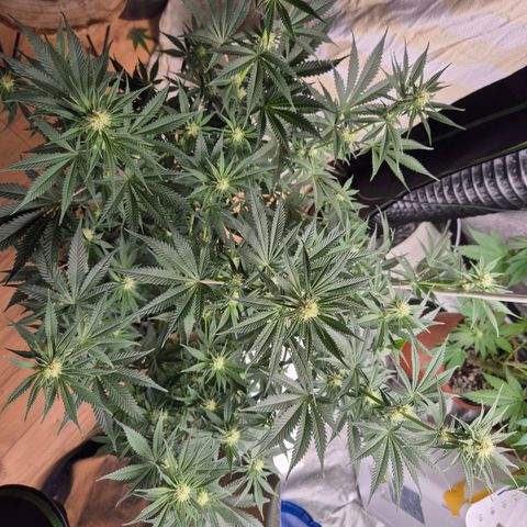 Tangerine dream 🌴 (60-65bt)  growlog timeline photo