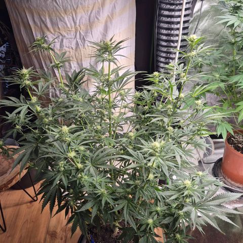 Tangerine dream 🌴 (60-65bt)  growlog timeline photo