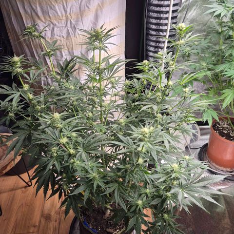 Tangerine dream 🌴 (60-65bt)  growlog timeline photo
