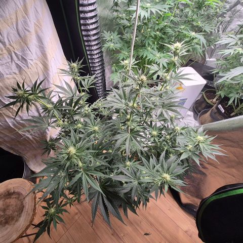 Tangerine dream 🌴 (60-65bt)  growlog timeline photo
