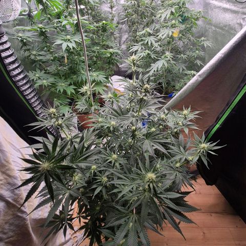 Tangerine dream 🌴 (60-65bt)  growlog timeline photo