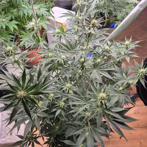 Tangerine dream 🌴 (60-65bt)  growlog timeline photo