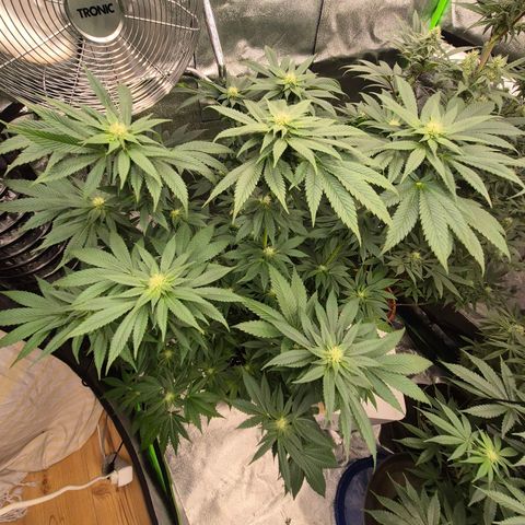 💚Bubba kush 🦝 (56-63 BT) growlog timeline photo
