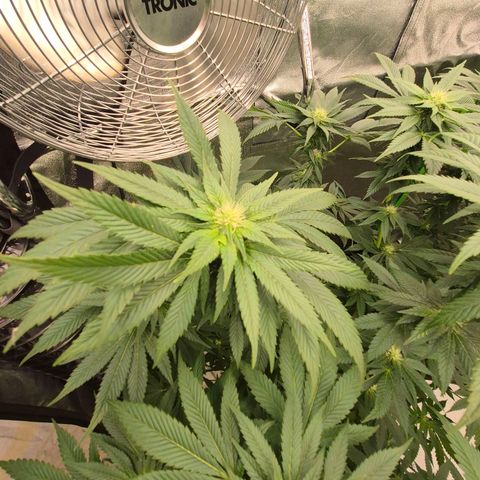 💚Bubba kush 🦝 (56-63 BT) growlog timeline photo