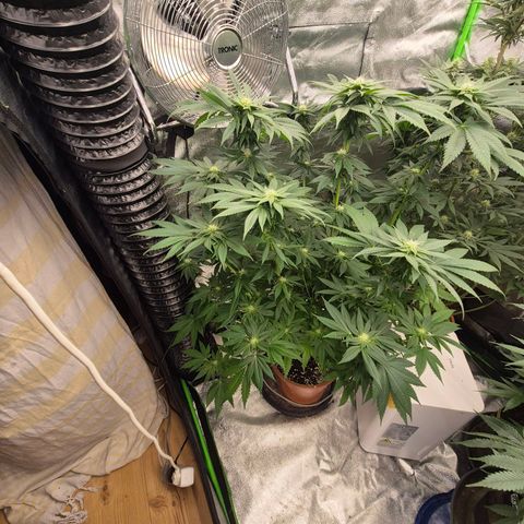 💚Bubba kush 🦝 (56-63 BT) growlog timeline photo