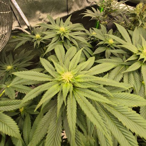💚Bubba kush 🦝 (56-63 BT) growlog timeline photo