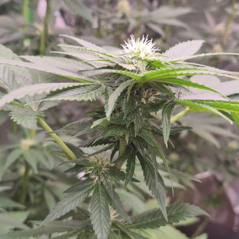 💚Bubba kush 🦝 (56-63 BT) growlog timeline photo