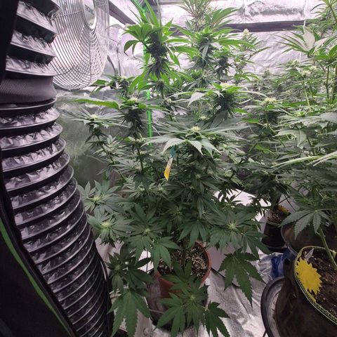 💚Bubba kush 🦝 (56-63 BT) growlog timeline photo