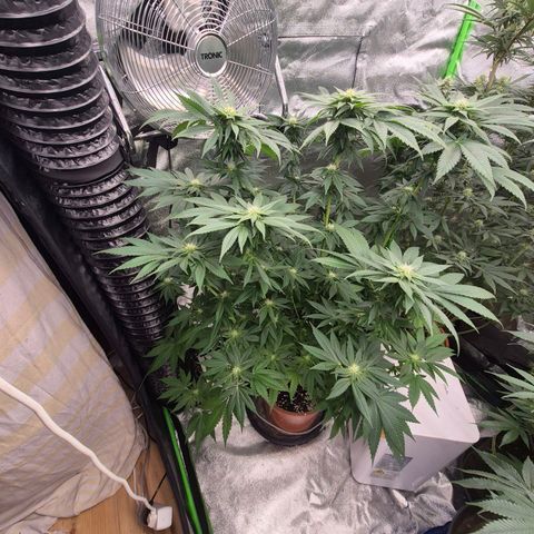 💚Bubba kush 🦝 (56-63 BT) growlog timeline photo