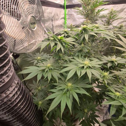 💚Bubba kush 🦝 (56-63 BT) growlog timeline photo