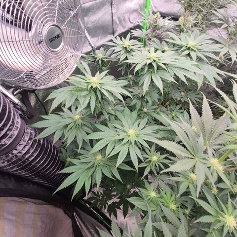 💚Bubba kush 🦝 (56-63 BT) growlog timeline photo