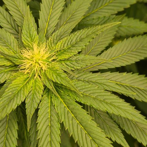 💚Bubba kush 🦝 (56-63 BT) growlog timeline photo