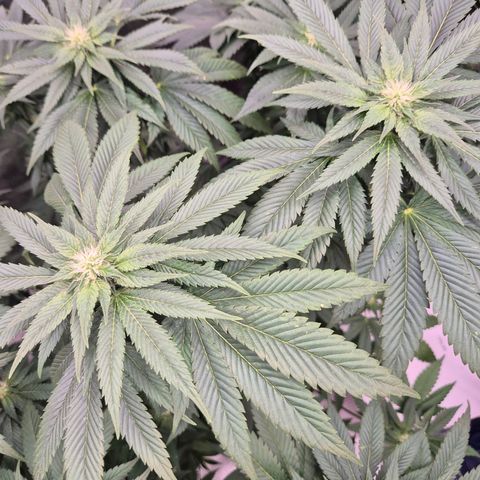 💚Bubba kush 🦝 (56-63 BT) growlog timeline photo