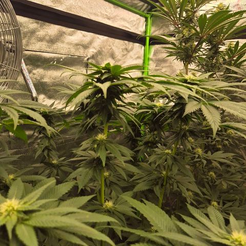 💚Bubba kush 🦝 (56-63 BT) growlog timeline photo