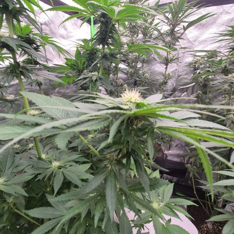 💚Bubba kush 🦝 (56-63 BT) growlog timeline photo