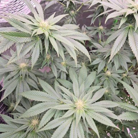 💚Bubba kush 🦝 (56-63 BT) growlog timeline photo