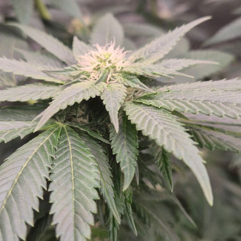 💚Bubba kush 🦝 (56-63 BT) growlog timeline photo