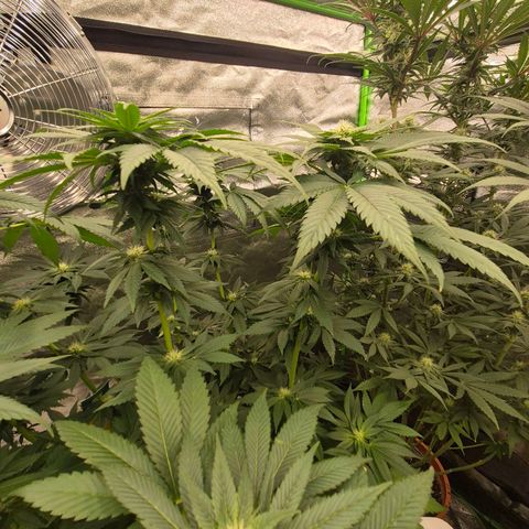 💚Bubba kush 🦝 (56-63 BT) growlog timeline photo
