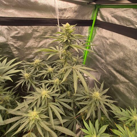 Ice cream cake 🍰 & permanent marker🖊(65-73bt) growlog timeline photo