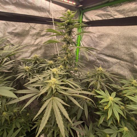 Ice cream cake 🍰 & permanent marker🖊(65-73bt) growlog timeline photo