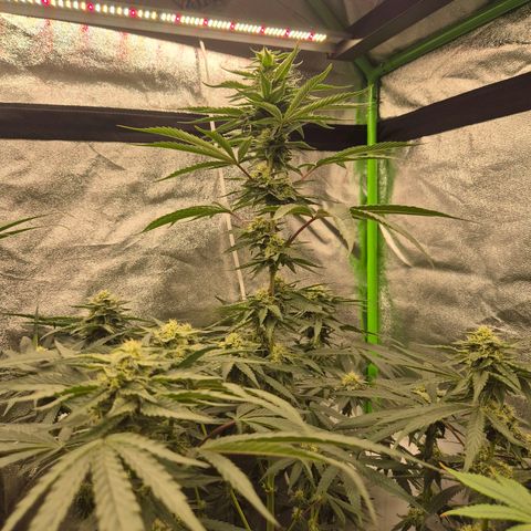 Ice cream cake 🍰 & permanent marker🖊(65-73bt) growlog timeline photo