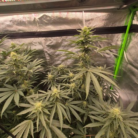 Ice cream cake 🍰 & permanent marker🖊(65-73bt) growlog timeline photo
