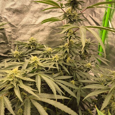 Ice cream cake 🍰 & permanent marker🖊(65-73bt) growlog timeline photo