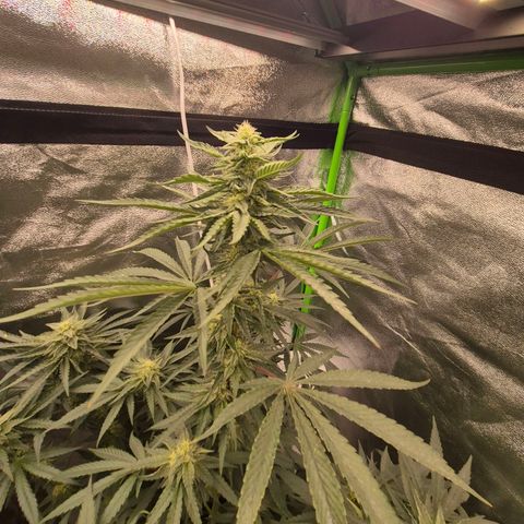 Ice cream cake 🍰 & permanent marker🖊(65-73bt) growlog timeline photo