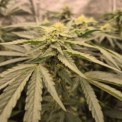 Ice cream cake 🍰 & permanent marker🖊(65-73bt) growlog timeline photo